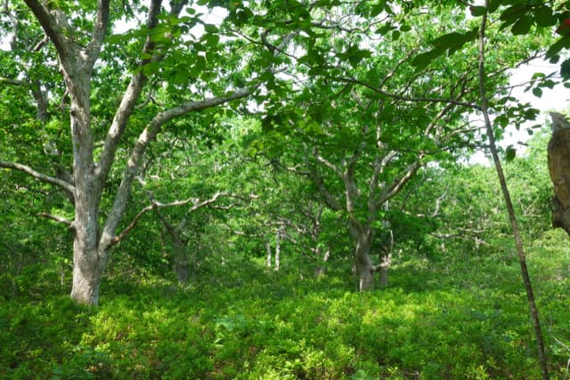 Residential Property Image/jpeg #2